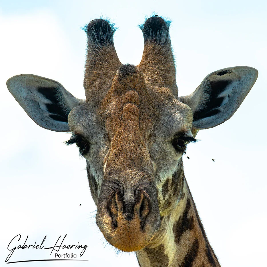 Close-up portrait of a giraffe in Mkomazi National Park, graphic Tanzania wildlife photography