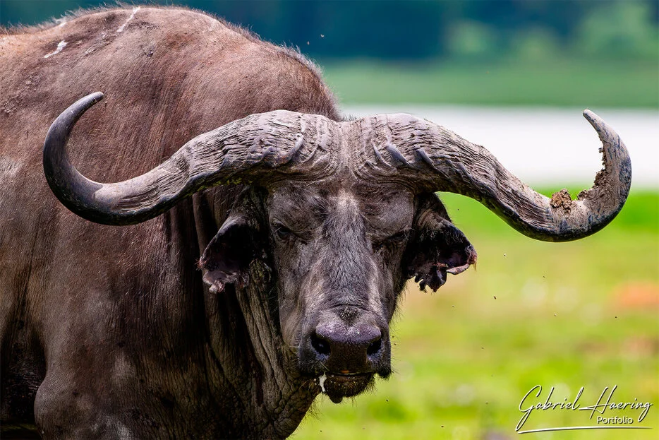 African buffalo portrait in Ngorongoro Crater, close wildlife photography in Tanzania
