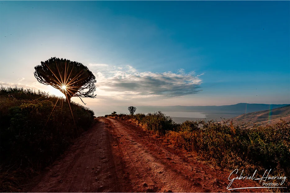 Sunlit road and tree above Ngorongoro Crater, scenic Tanzania wildlife photography landscape