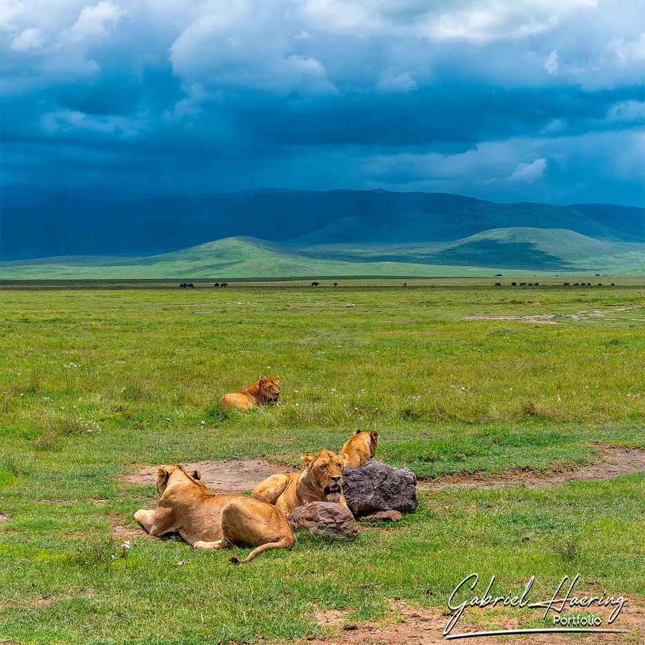 Lions resting on the open grasslands of Ngorongoro Crater, Tanzania wildlife photography