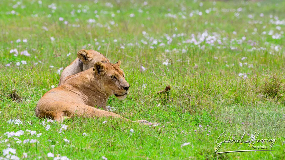 Lioness resting in green grass during wildlife photography in Ngorongoro Crater, Tanzania