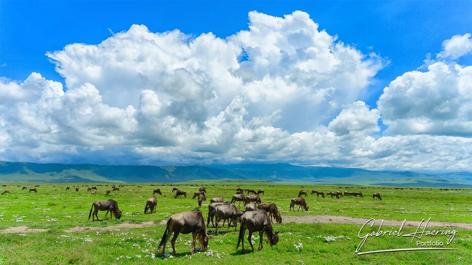 Wildebeest herd grazing below dramatic clouds in Ngorongoro Crater, Tanzania wildlife photography