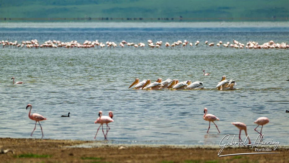 Pelicans and flamingos on the soda lake of Ngorongoro Crater, Tanzania bird photography