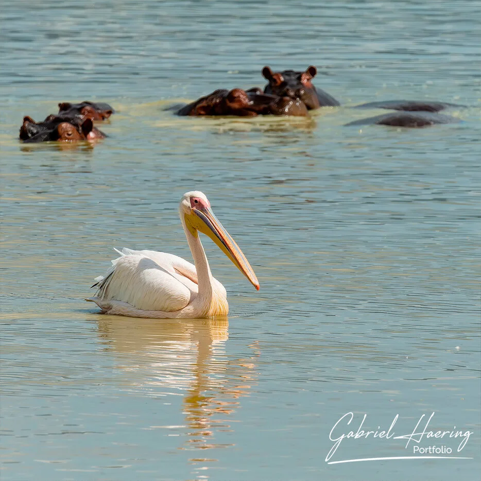Pelican with hippos in the water in Ngorongoro Crater, Tanzania wildlife photography