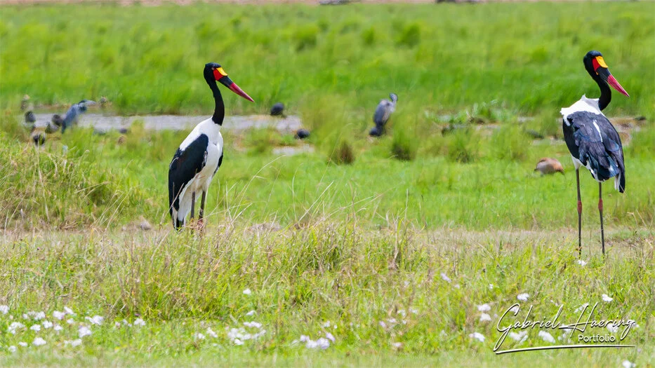 Saddle-billed storks in the wetlands of Ngorongoro Crater, Tanzania bird photography