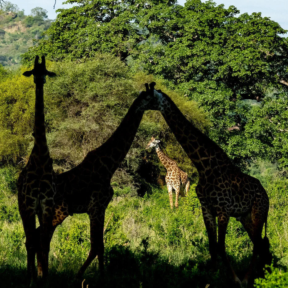 Two giraffes in dark silhouette framing a third giraffe in green woodland in Tarangire National Park Tanzania