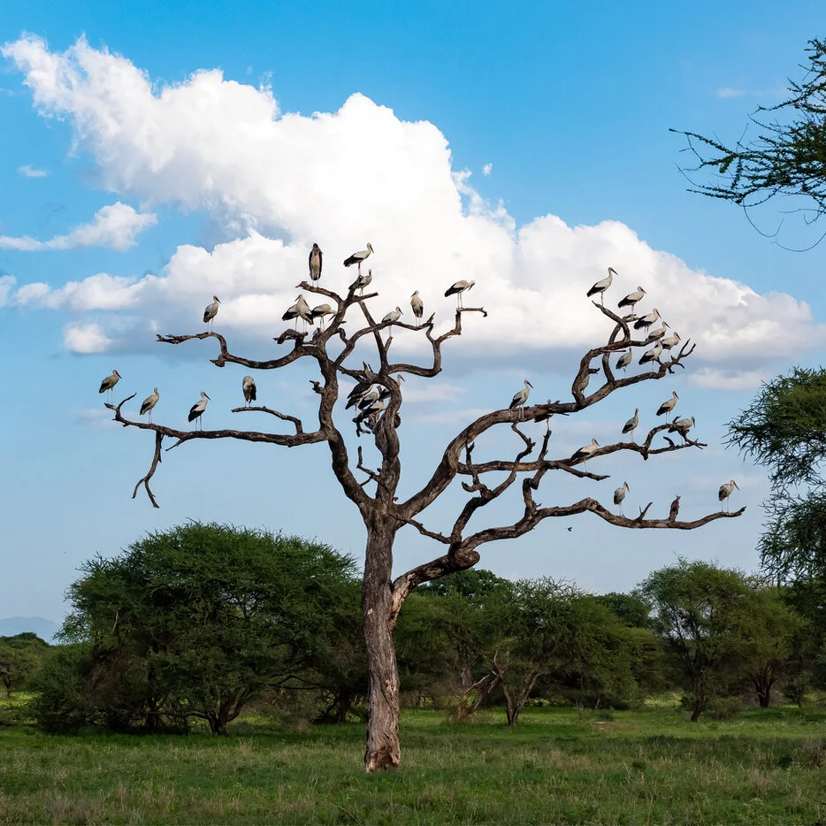 Storch perched on a bare tree beneath a large white cloud in Tarangire National Park Tanzania