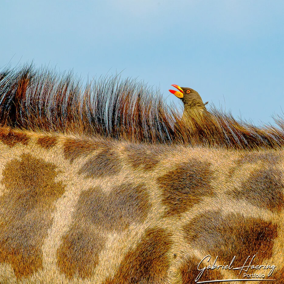 Oxpecker emerging from the mane of a giraffe in Tarangire National Park Tanzania