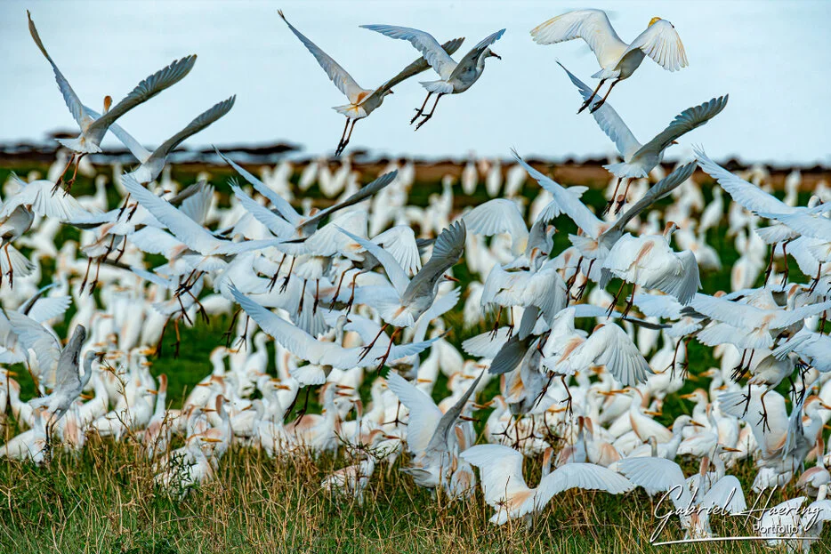 Large flock of white egrets taking flight from wet grass in Tarangire National Park Tanzania