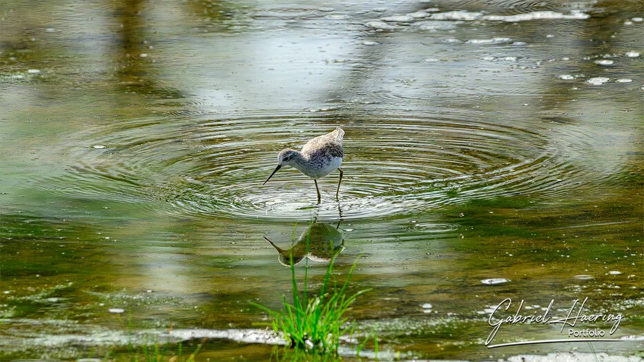 Small wading bird creating circular ripples in shallow water in Tarangire National Park Tanzania