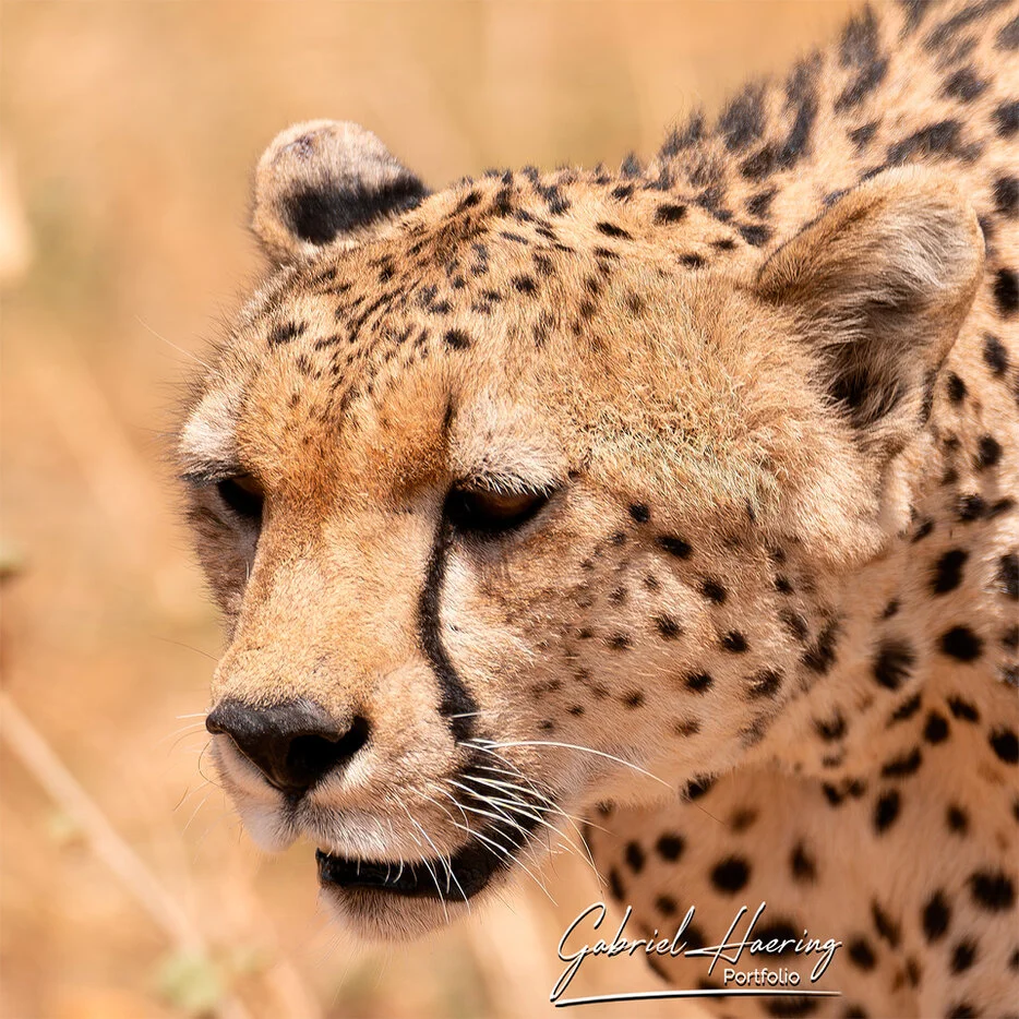 Close portrait of a cheetah in warm dry grass in Tarangire National Park Tanzania