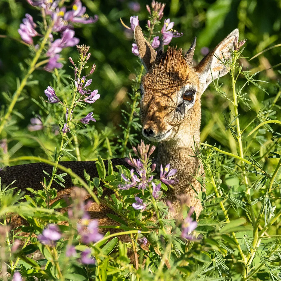 Dik-dik partly hidden among purple flowers and green vegetation in Tarangire National Park Tanzania