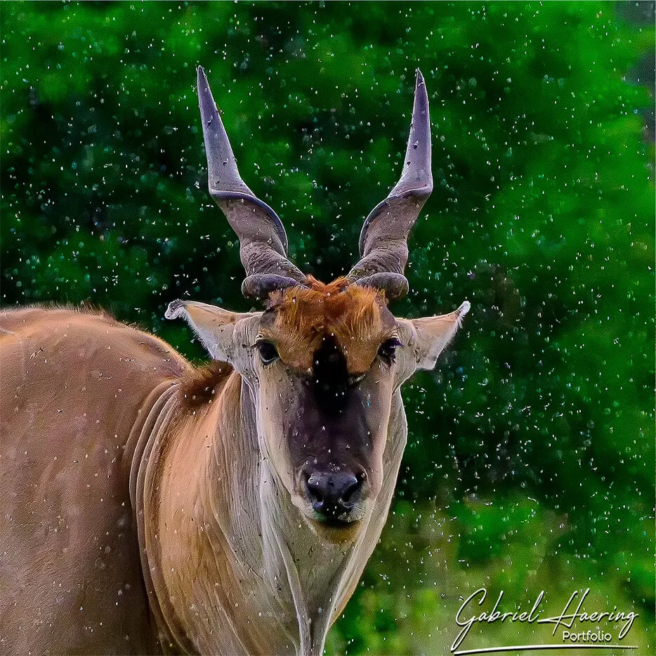 Eland portrait surrounded by droplets of rain in green woodland in Tarangire National Park Tanzania