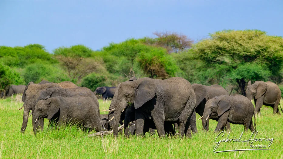Elephant herd walking through green grass and acacia woodland in Tarangire National Park Tanzania