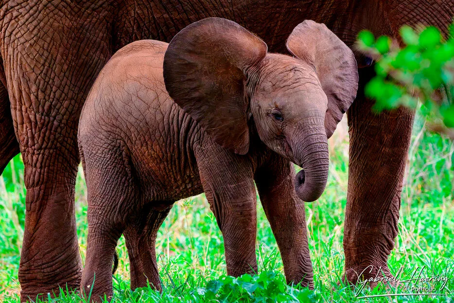 Young elephant calf standing between adult elephants in green grass in Tarangire National Park Tanzania