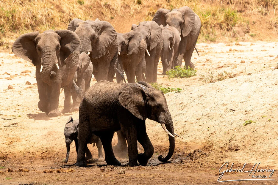 Elephant herd descending a dusty riverbank with calf in Tarangire National Park Tanzania
