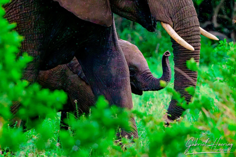 Elephant calf raising its trunk beside an adult elephant in lush vegetation in Tarangire National Park Tanzania