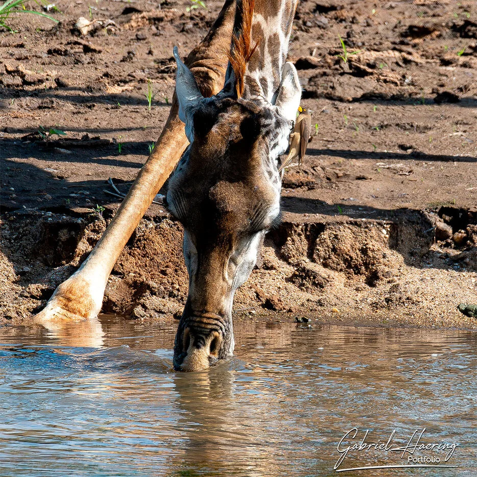 Giraffe bending down to drink at a waterhole in Tarangire National Park Tanzania