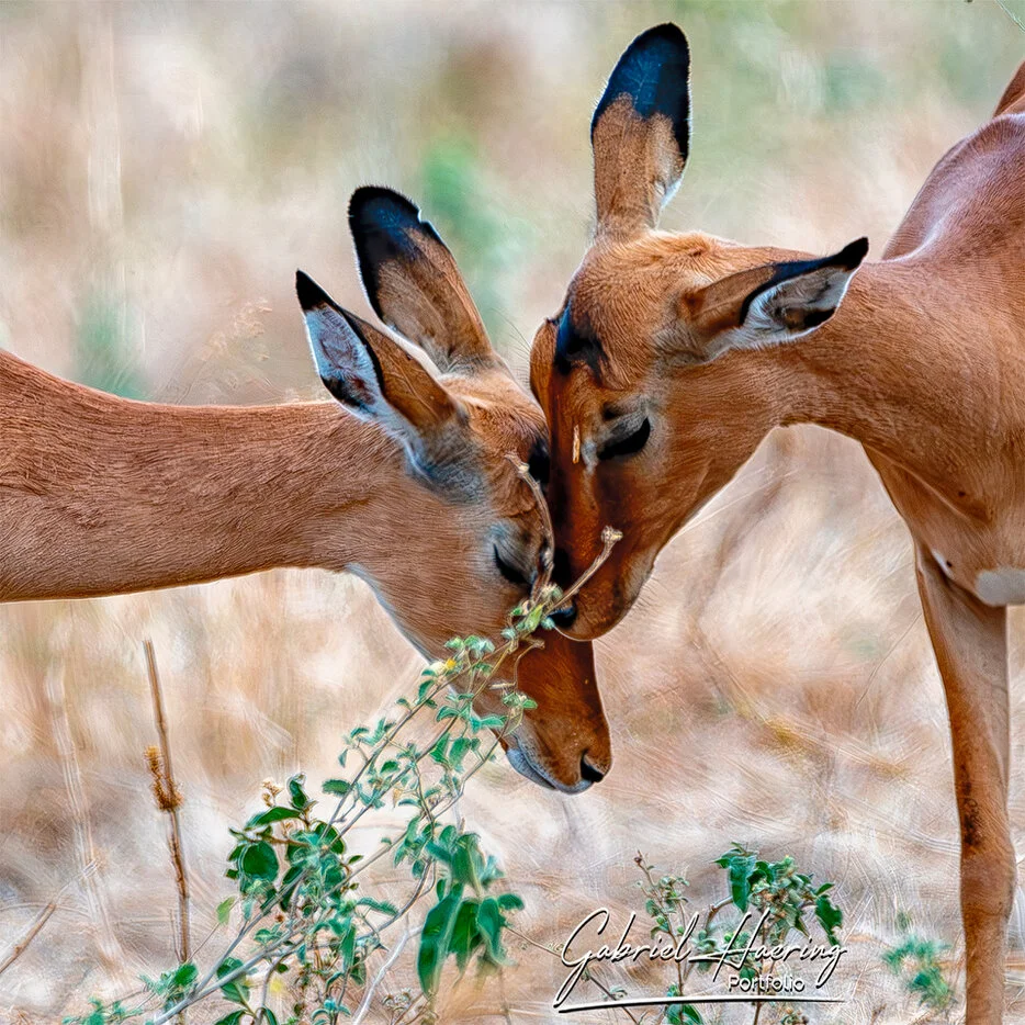 Two impalas feeding close together in dry grass in Tarangire National Park Tanzania