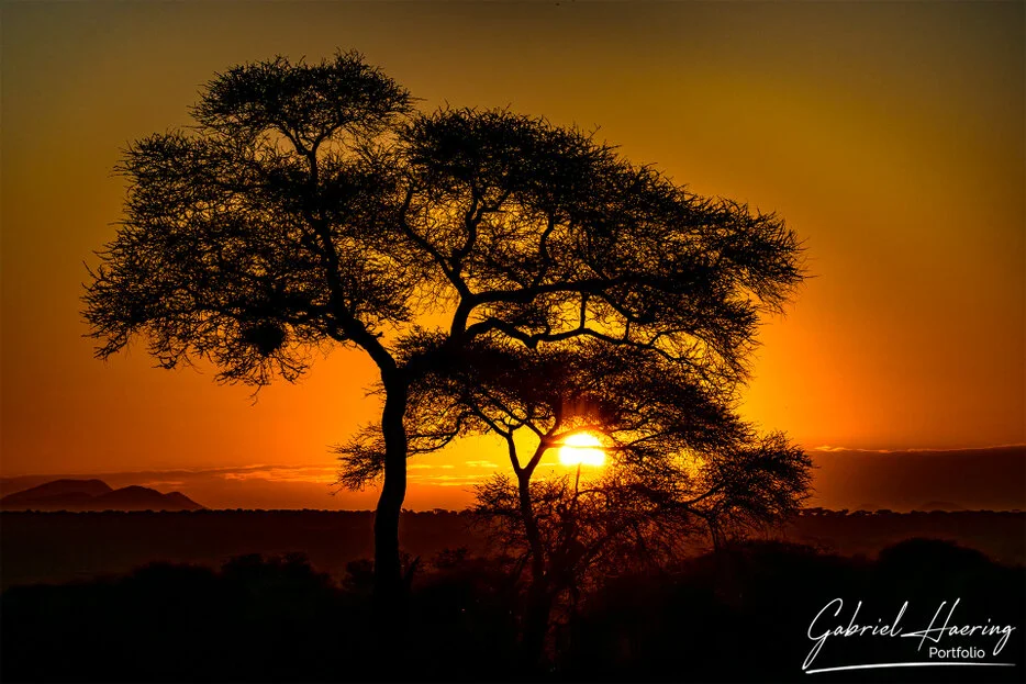 Acacia tree silhouettes at orange sunrise in Tarangire National Park Tanzania