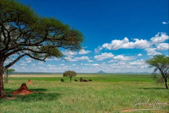 Open green landscape with acacia trees, termite mound and distant wildlife in Tarangire National Park Tanzania