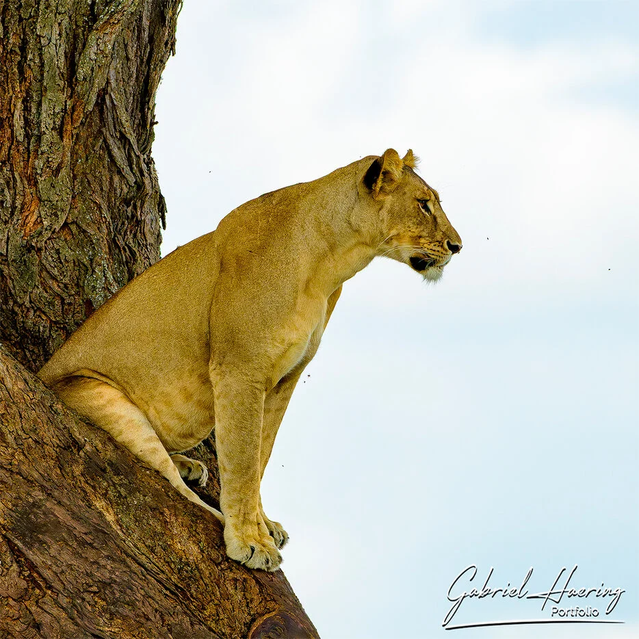 Lioness sitting on a tree branch against a pale sky in Tarangire National Park Tanzania