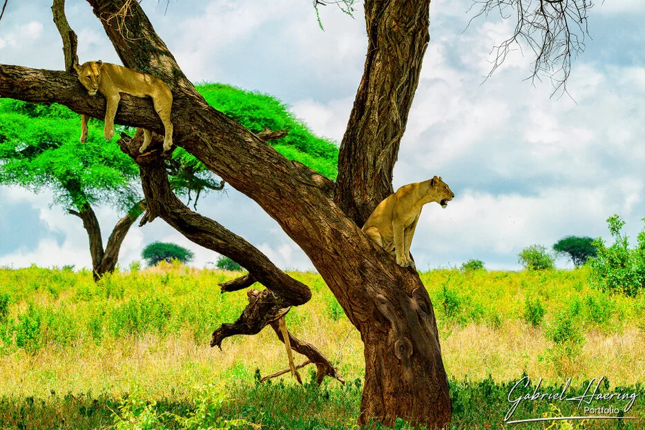 Two tree-climbing lions resting on large branches in Tarangire National Park Tanzania