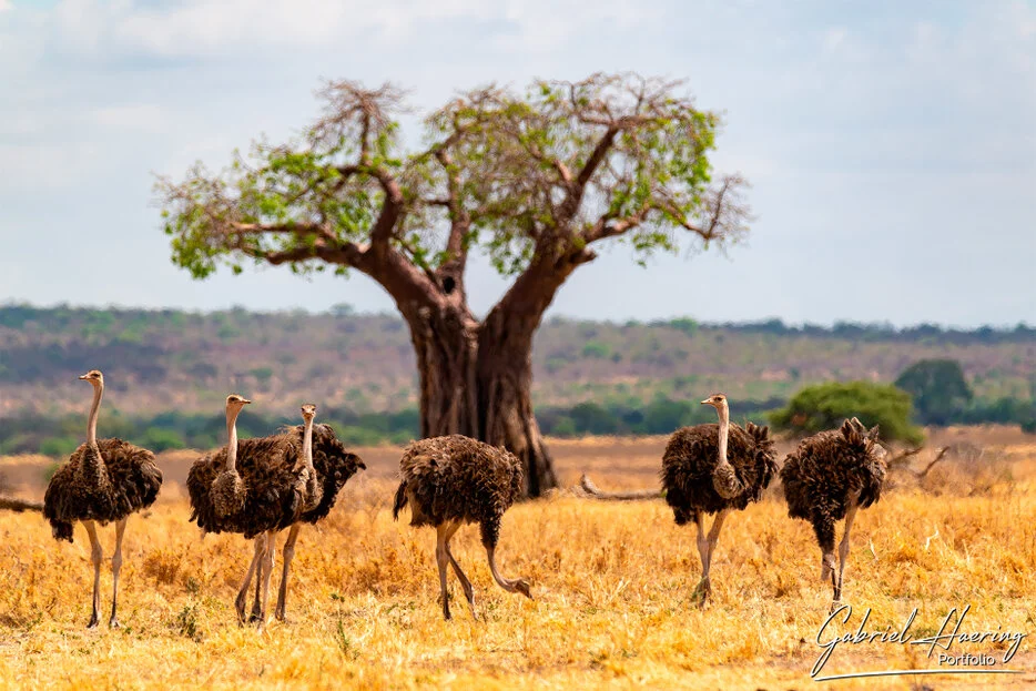 Group of ostriches walking through dry grass with a baobab tree in Tarangire National Park Tanzania