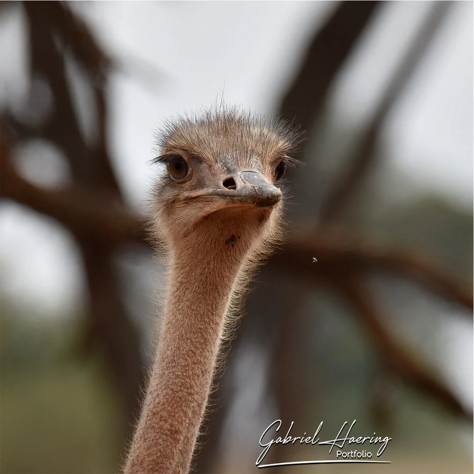 Close portrait of an ostrich with soft blurred branches in Tarangire National Park Tanzania