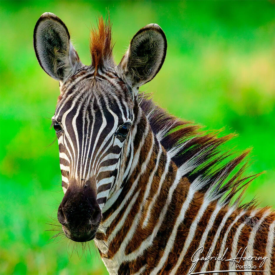 Close zebra cub portrait with striped mane and green background in Tarangire National Park Tanzania