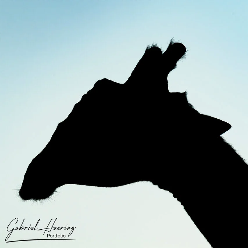 Silhouette of a giraffe head and neck against a pale sky in Mkomazi National Park, Tanzania, creating a strong graphic wildlife portrait.