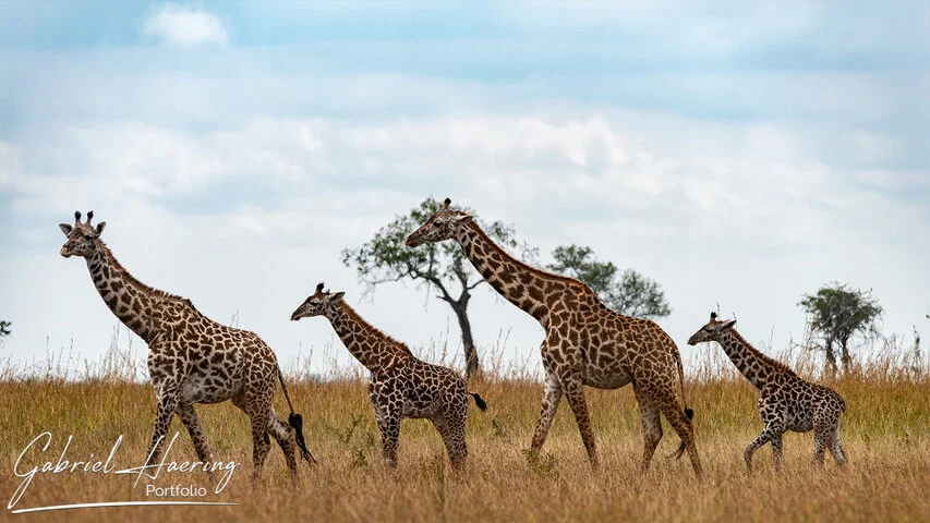Four giraffes walking together through dry grass in Mikumi National Park, Tanzania, showing rhythm, elegance and family movement.