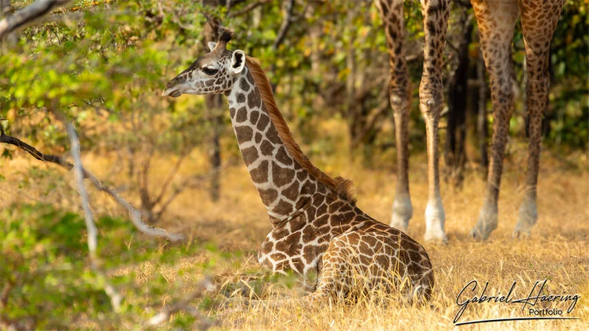 Young giraffe resting in golden grass in Nyerere National Park, Tanzania, with adult giraffes standing quietly in the background.