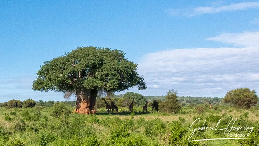 Giraffes standing beneath a large baobab tree in Tarangire National Park, Tanzania, in a wide green-season landscape.