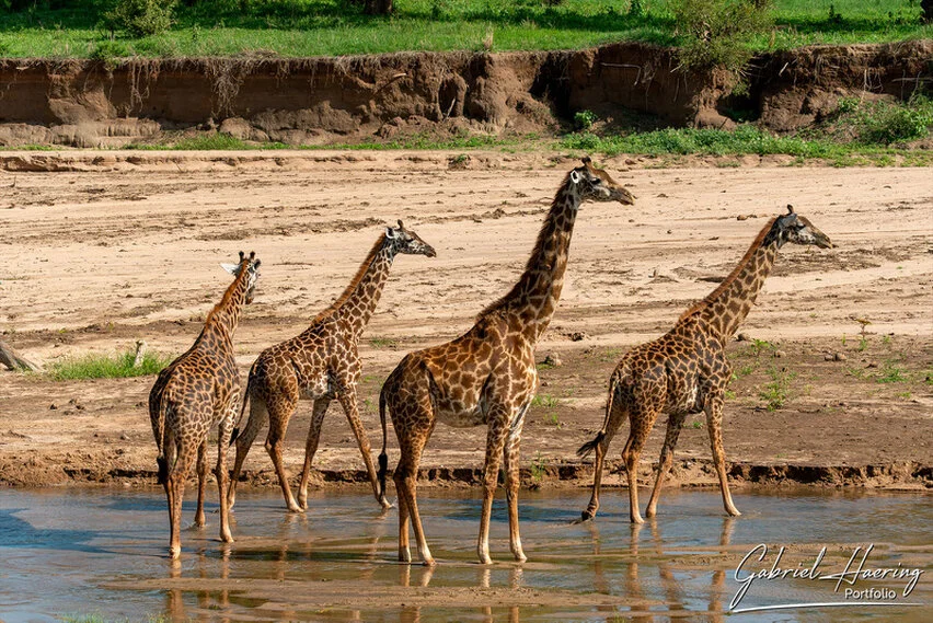 Four giraffes standing at the edge of the Tarangire River, reflected in shallow water with dry riverbank behind them.