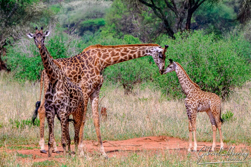 Giraffe mother gently lowering her head toward a calf in Tarangire National Park, Tanzania, showing tenderness and family