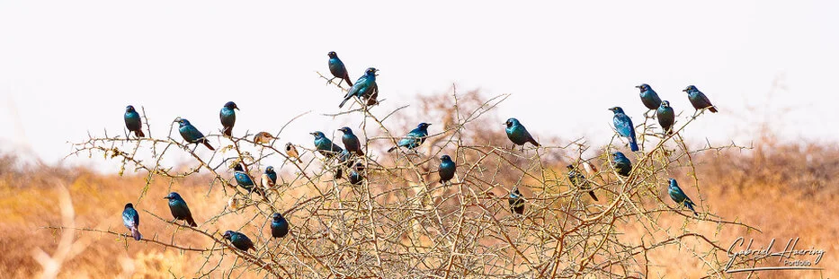 Blue birds perched on a thorn bush in the dry landscape of Etosha National Park