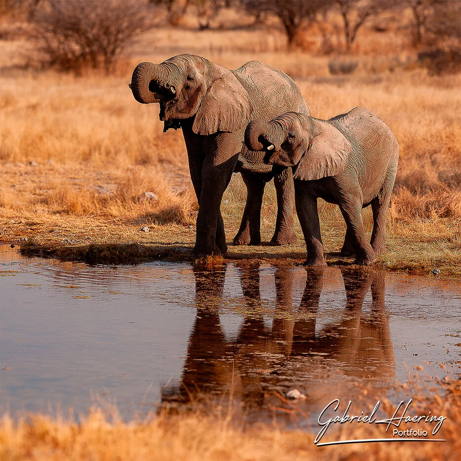 Two young elephants drinking at a waterhole with reflections in Etosha National Park