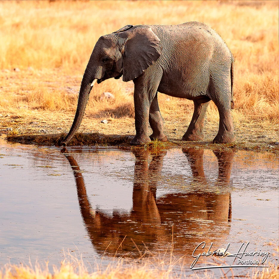 African elephant drinking from a waterhole with reflection in Etosha National Park Namibia