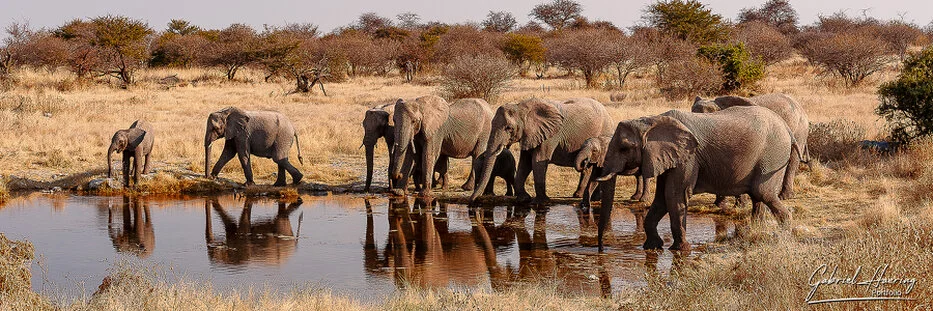 Elephant herd drinking at a waterhole in Etosha National Park Namibia