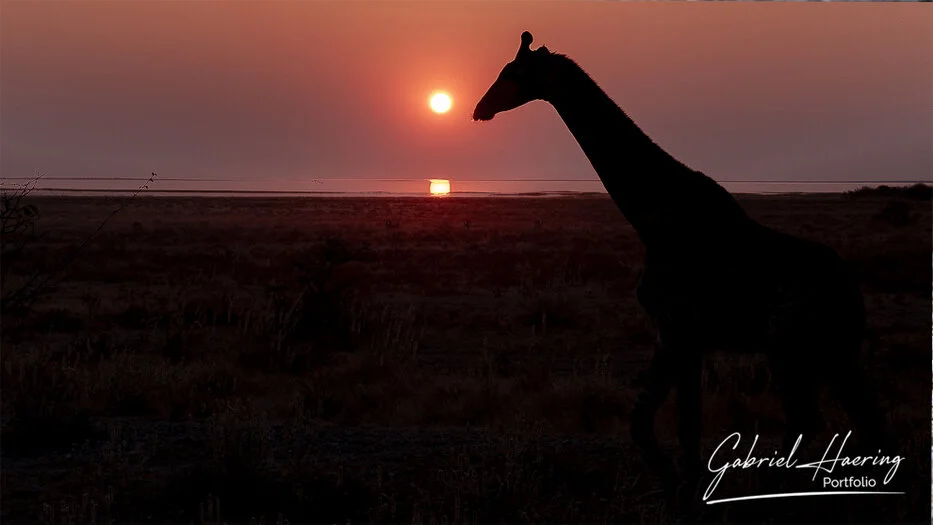 Giraffe silhouette at sunset over the Etosha Pan in Namibia