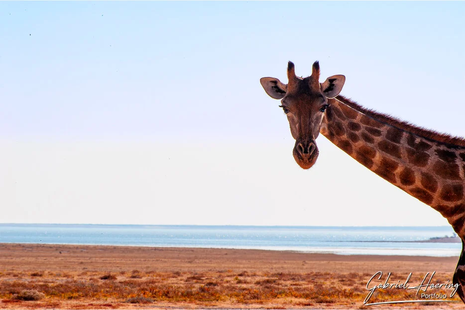 Close view of a giraffe with the Etosha Pan and dry Namibian landscape in the background