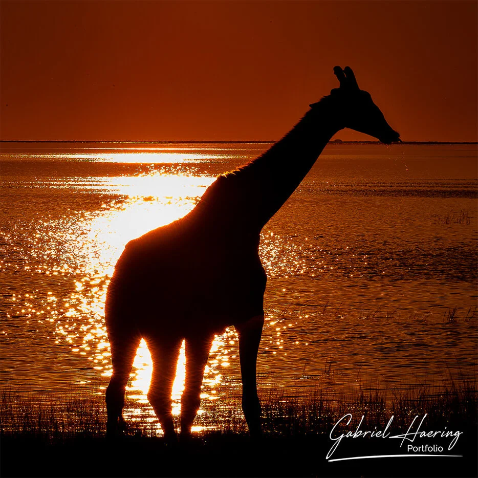 Backlit giraffe silhouette at sunset beside the Etosha Pan in Namibia