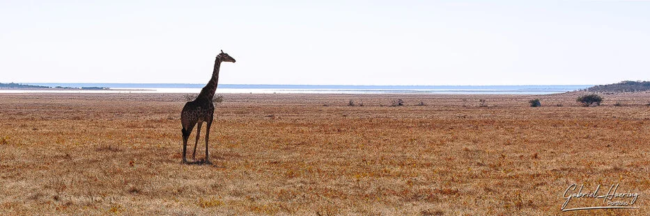Giraffe standing alone on the open plains near the Etosha salt pan in Namibia
