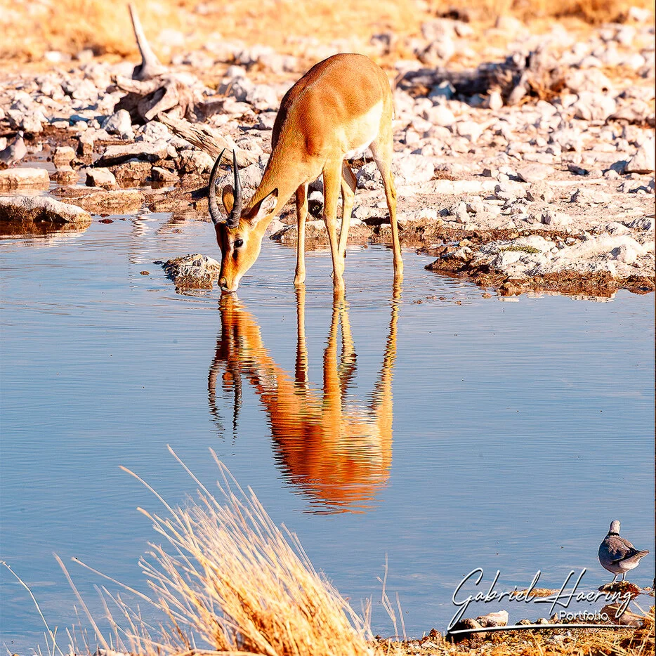 Impala drinking at a waterhole with warm reflections in Etosha National Park