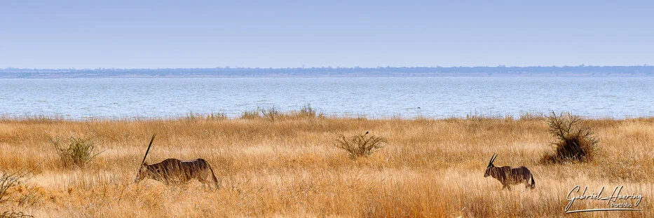Two oryx walking through dry grassland beside the Etosha Pan in Namibia