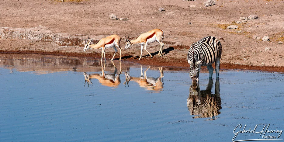 Zebra and springbok drinking at a waterhole in Etosha National Park Namibia
