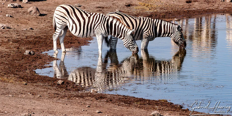 Two zebras drinking side by side with reflections in an Etosha waterhole