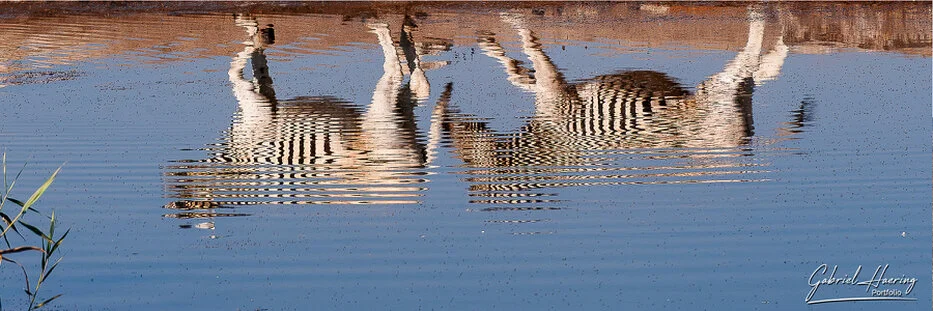 Reflections of zebras in the still water of an Etosha National Park waterhole