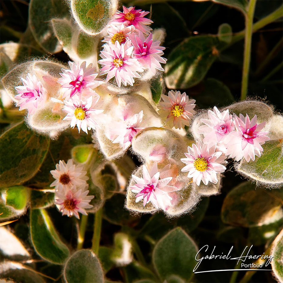Close-up of delicate pink desert flowers growing among soft pale leaves in Damaraland, Namibia